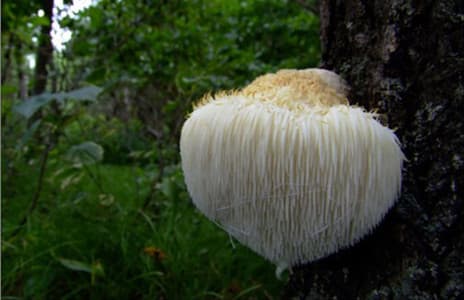 Hericium erinaceus extract